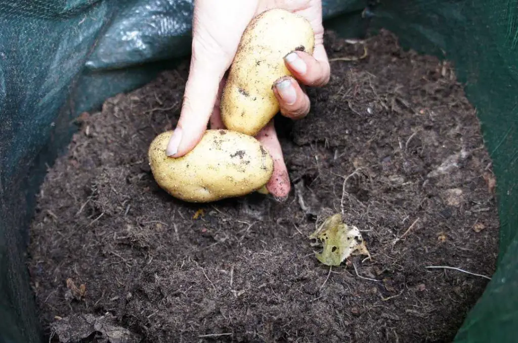 harvesting new potatoes