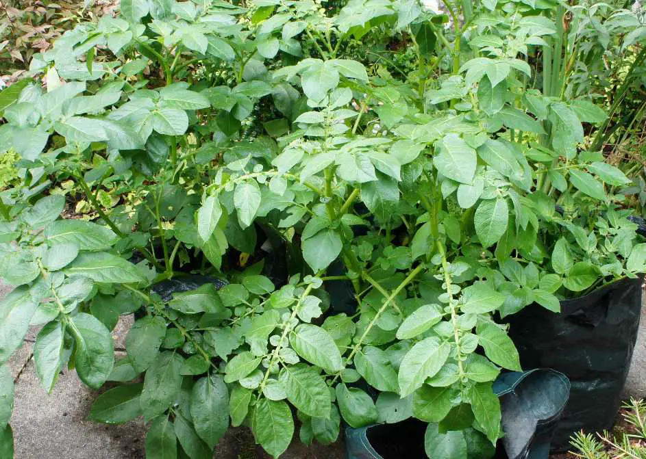 potato plants