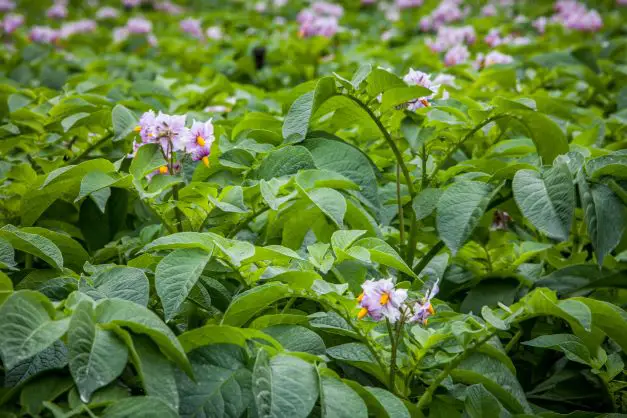 potato flowers