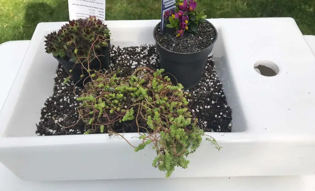 plants positioned in the sink