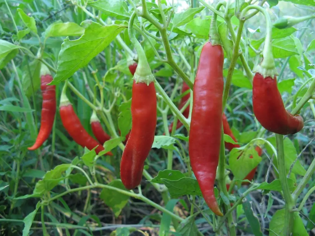 chillies growing on the plant to repel squirrels