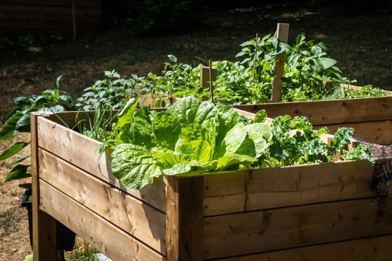 How To Build a Raised Garden Bed with Legs – A Complete Guide
