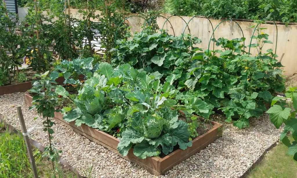 raised vegetable bed resized