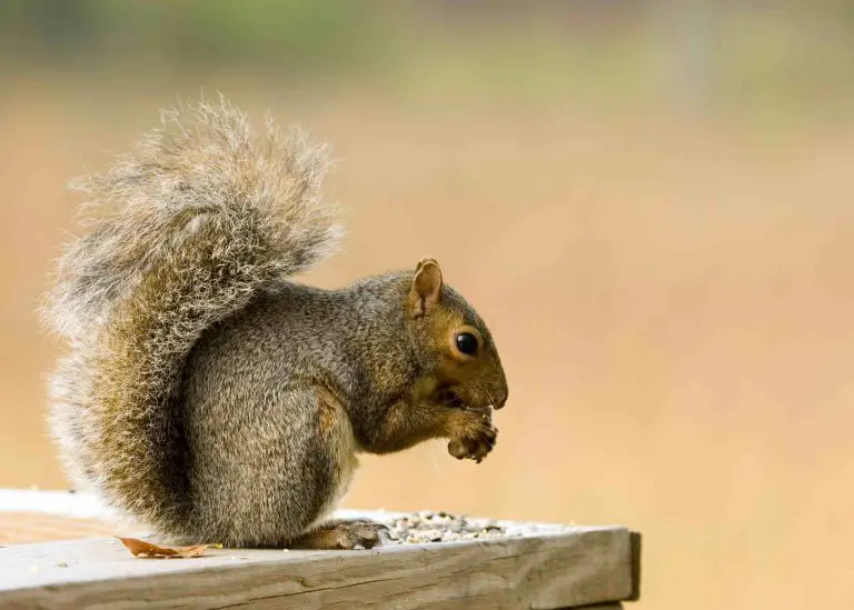 How To Keep Squirrels Away from the Garden