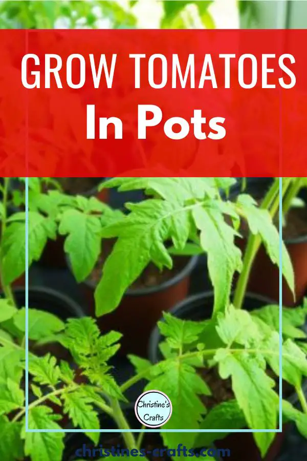 growing tomatoes in pots