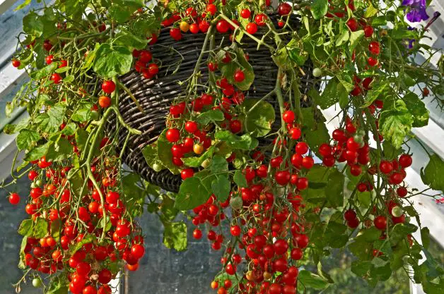 tomatoes growing in hanging basket 