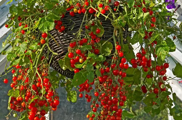 tomatoes growing in hanging basket