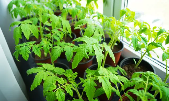 young tomato plants on windowsill at home 