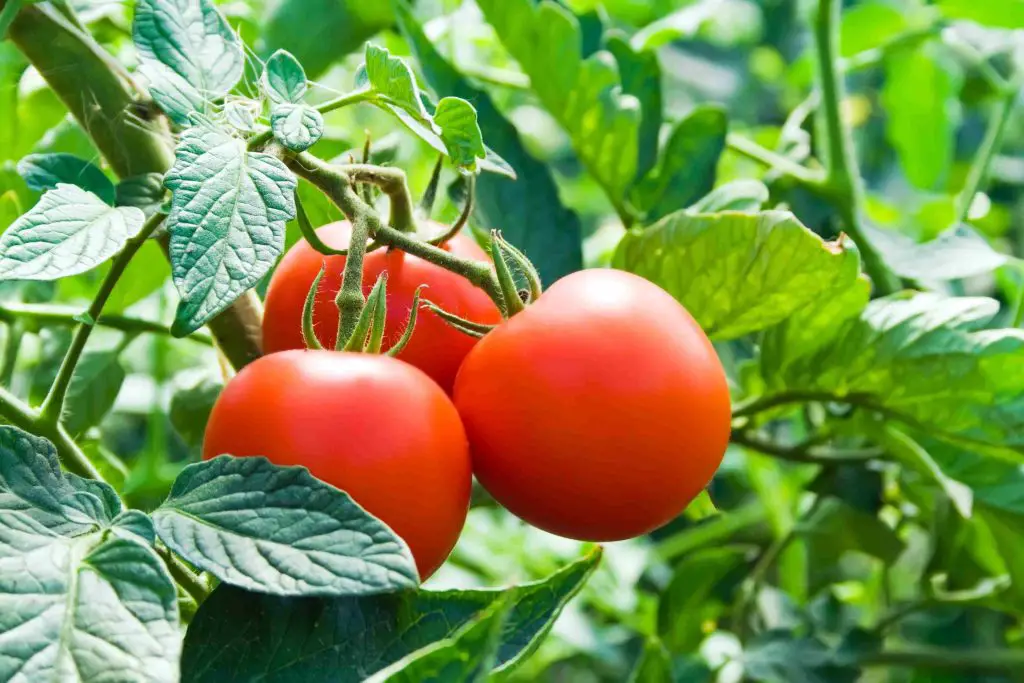 tomatoes growing on the plant