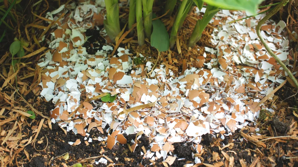 eggshells around plant