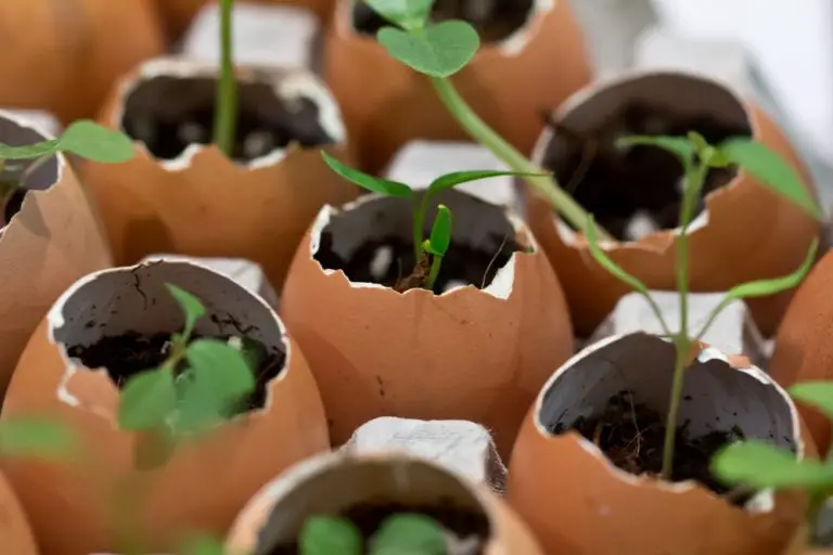 5 Best Ways to Use Eggshells for The Garden