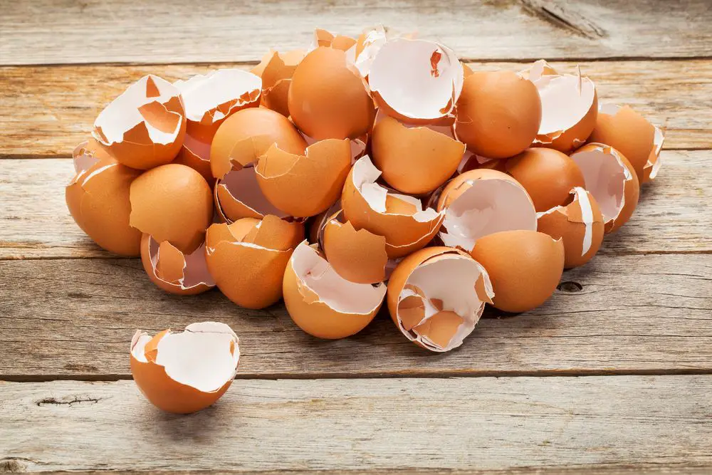 small pile of eggshells