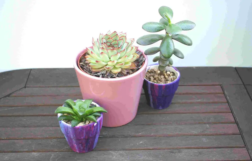 3 succulent pots