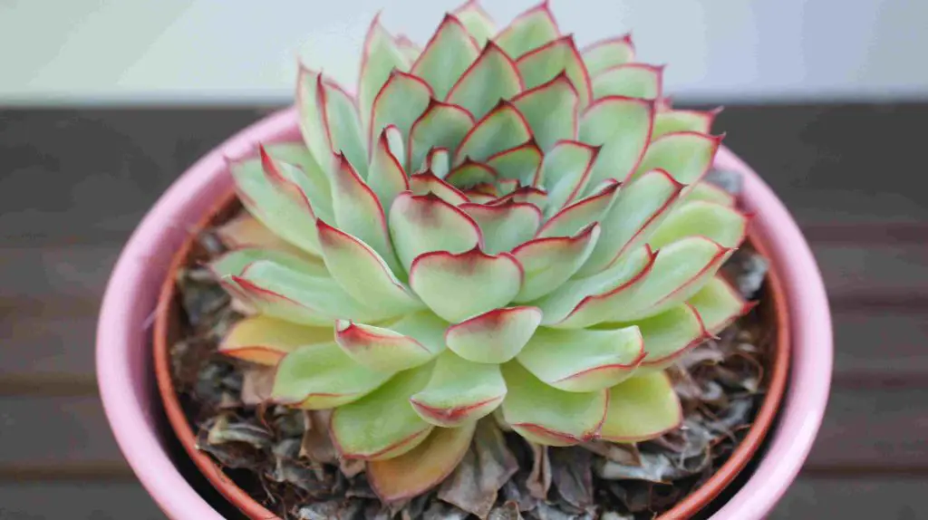 succulent in pink pot