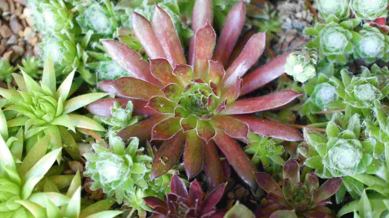 How To Grow Succulents – 6 Greatest Tips for Healthy Growth