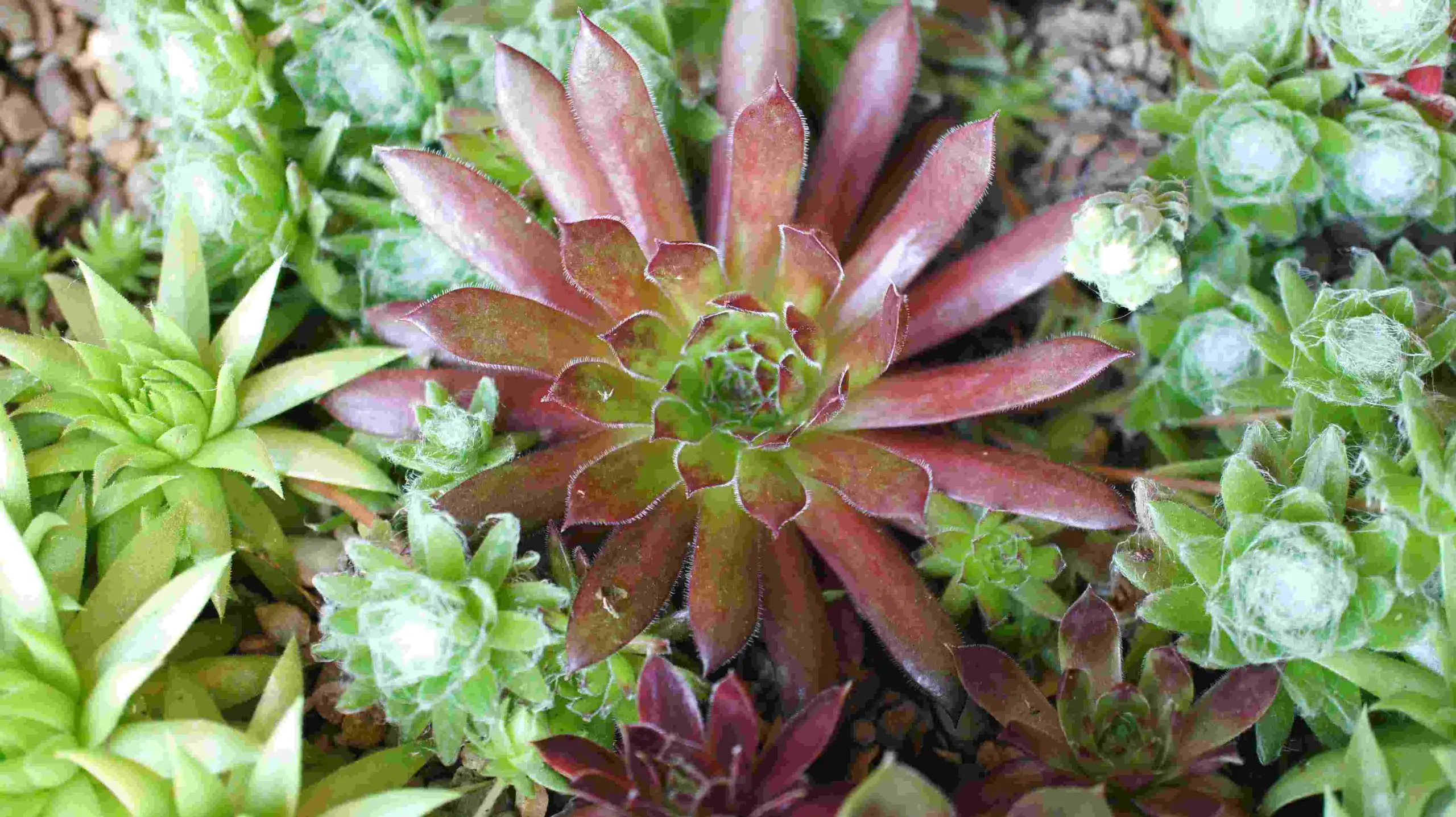 succulents close up