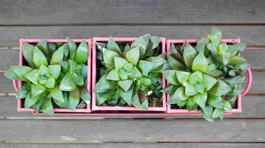 succulents in tray of 3 pots