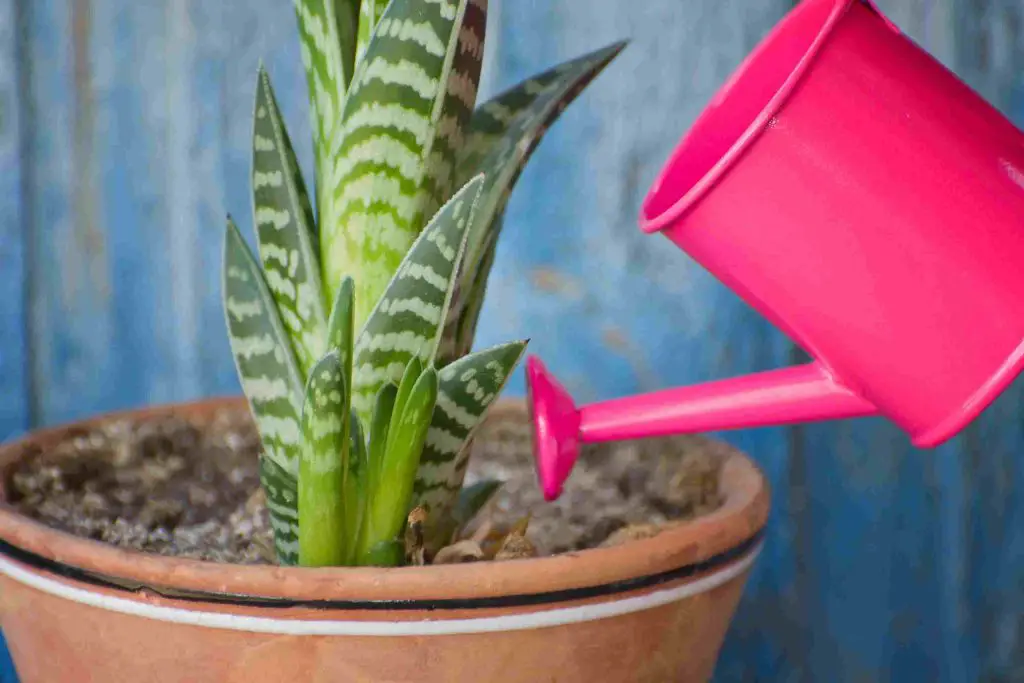 watering succulent with pink watering can