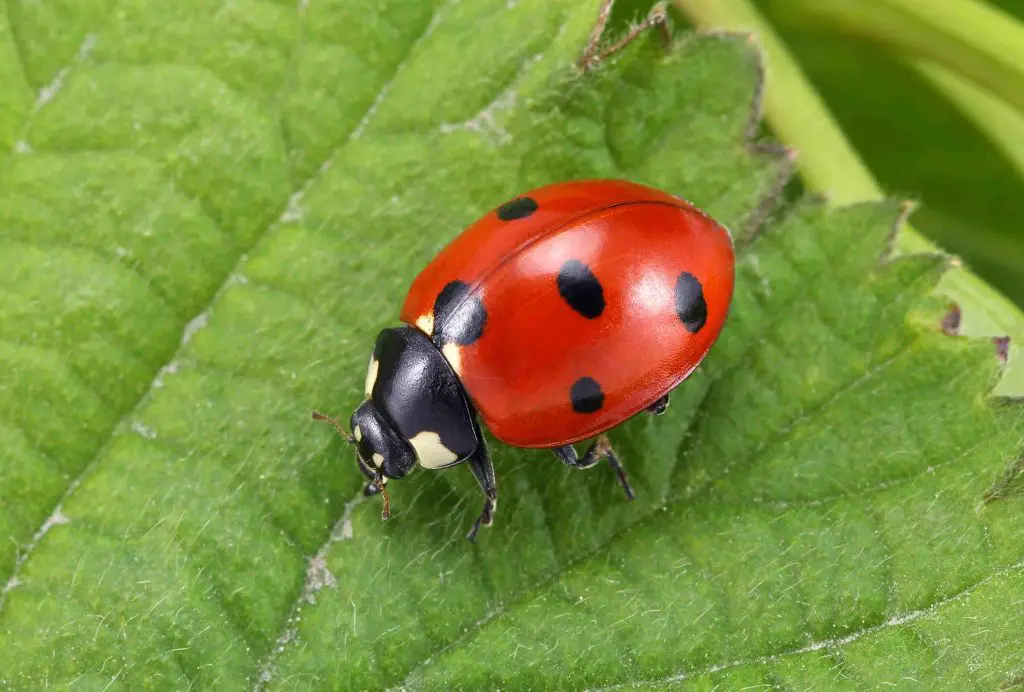 ladybird on leaf