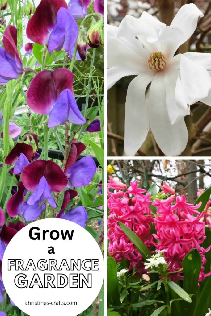 fragrance garden Pinterest pin