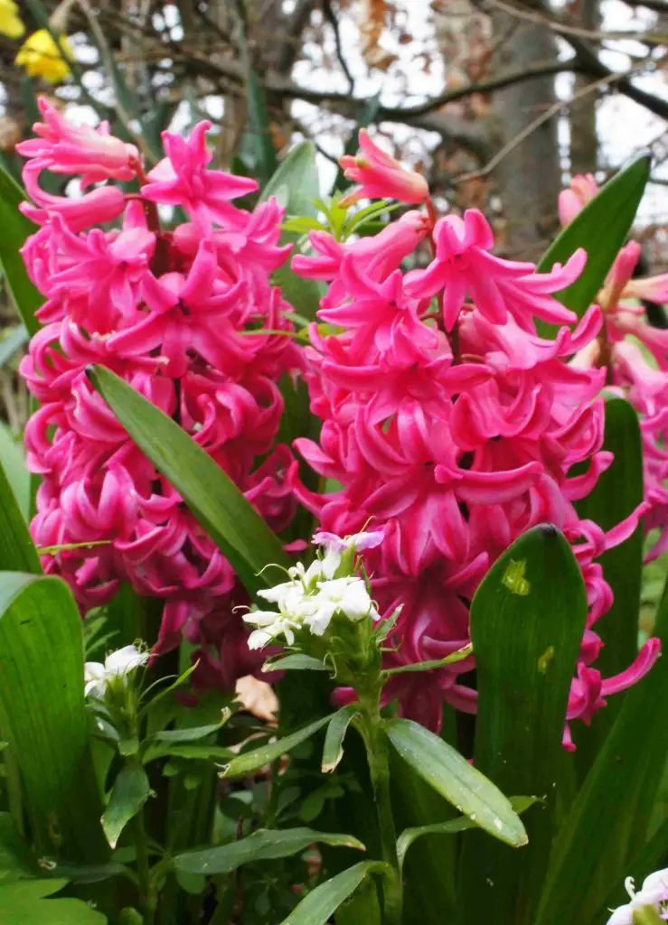 hyacinths