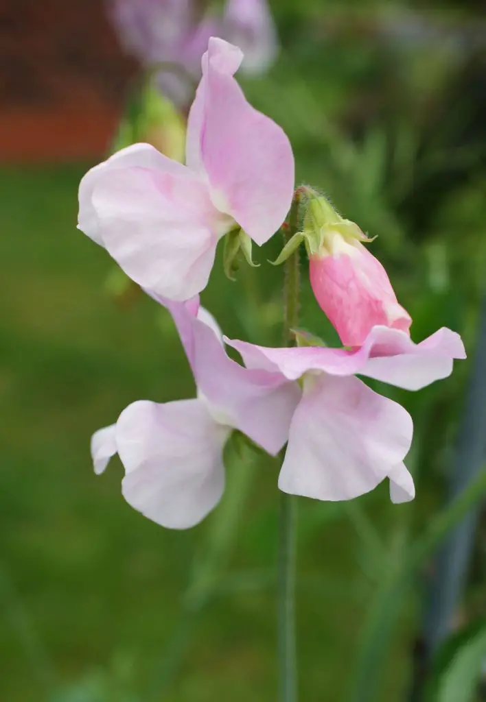 sweet pea pink