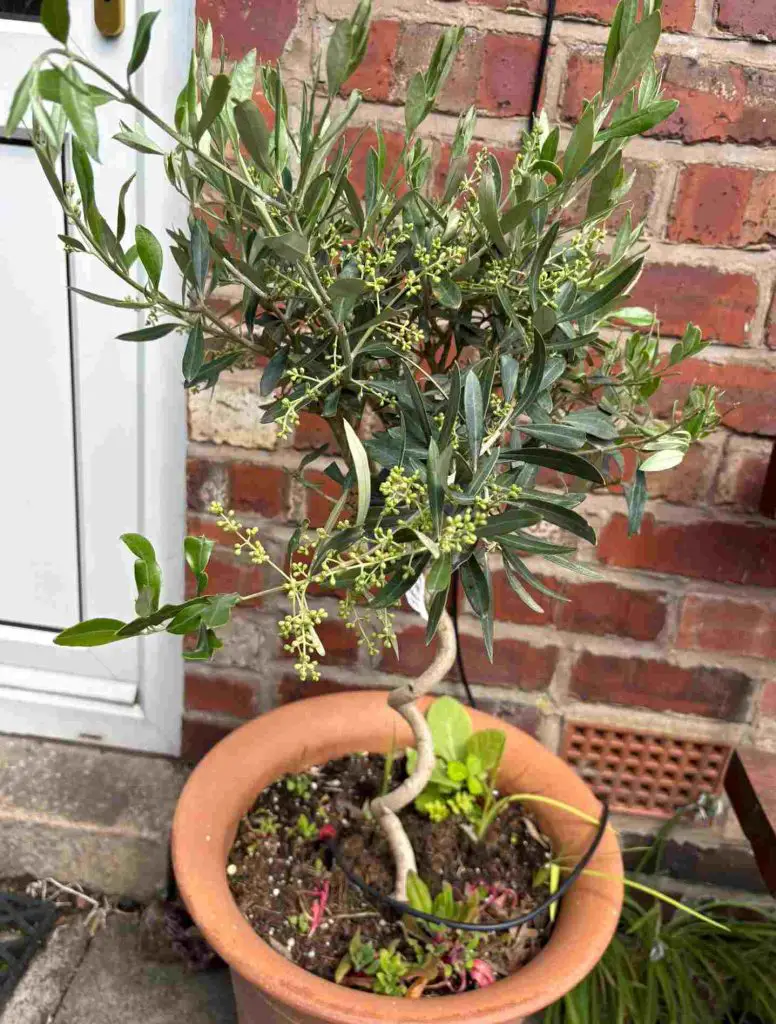 olive tree in a pot by a door