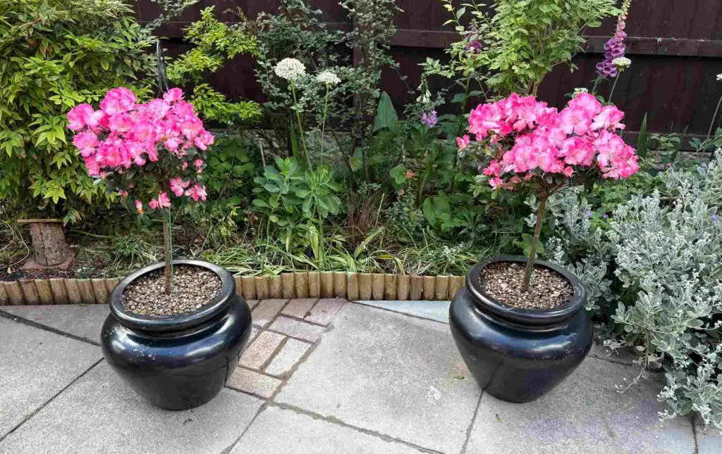 pink lollipop trees on patio